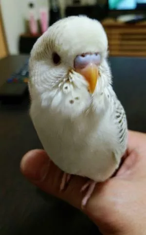 コメントの画像