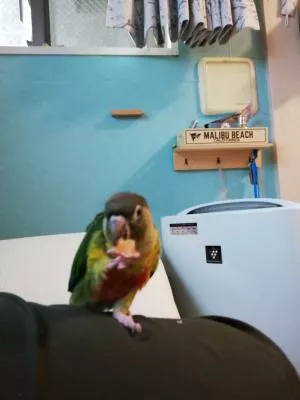 コメントの画像