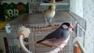 コメントの画像