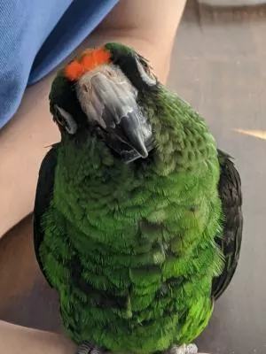 コメントの画像