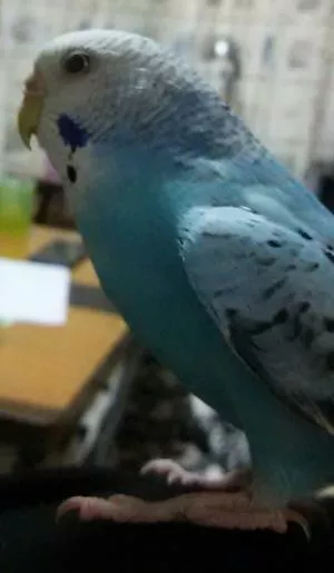 コメントの画像