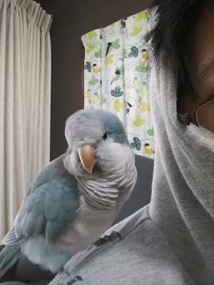 コメントの画像