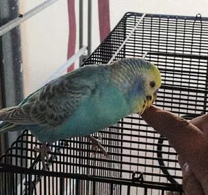 コメントの画像