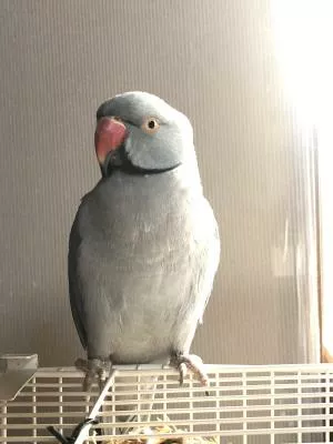 コメントの画像