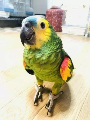 コメントの画像