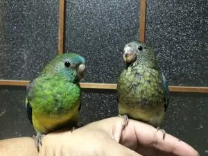 コメントの画像