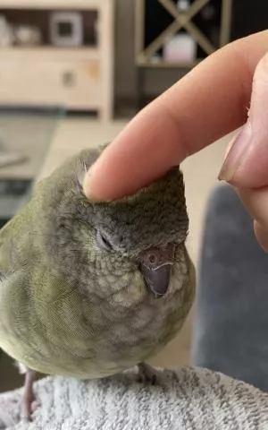 コメントの画像