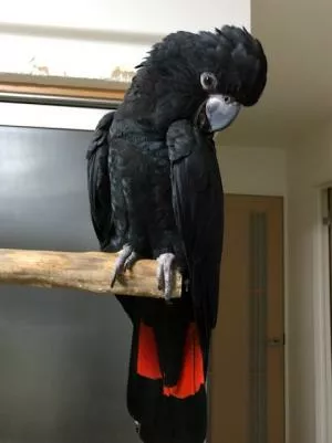 コメントの画像