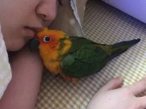 コメントの画像