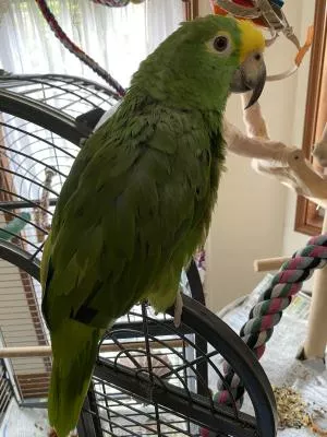 コメントの画像