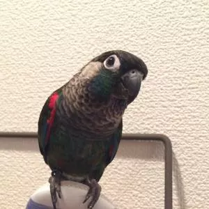 コメントの画像