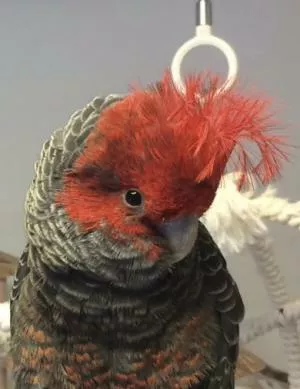 コメントの画像