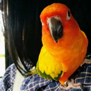 コメントの画像