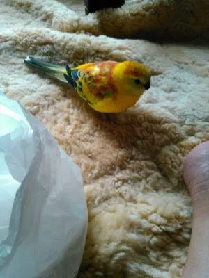 コメントの画像