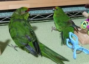 コメントの画像