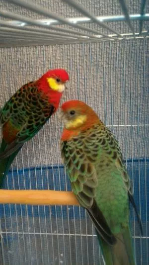 コメントの画像