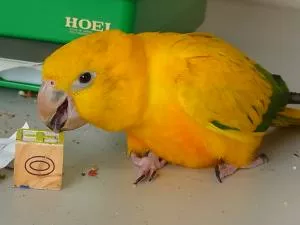 コメントの画像