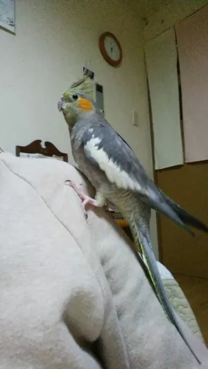 コメントの画像