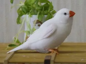 コメントの画像