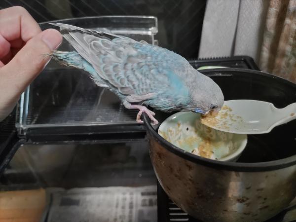 コメントの画像