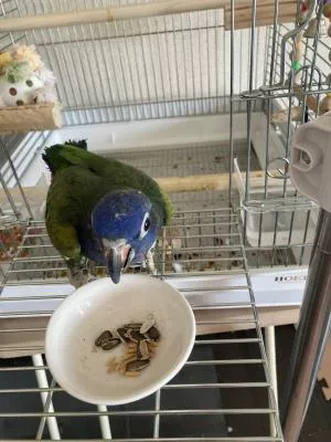 コメントの画像