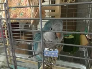 コメントの画像