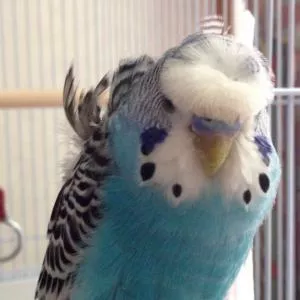 コメントの画像