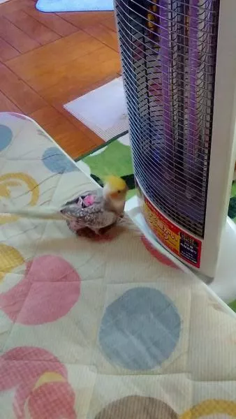 コメントの画像