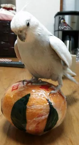 愛鳥さんの写真