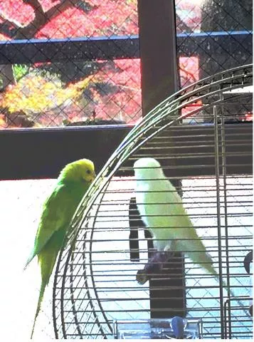 愛鳥さんの写真