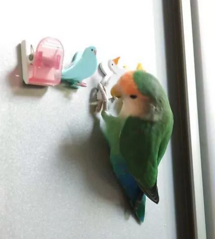 愛鳥さんの写真