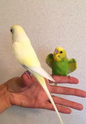 愛鳥さんの写真