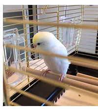 愛鳥さんの写真