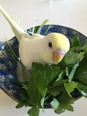 愛鳥さんの写真