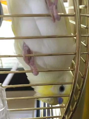 愛鳥さんの写真