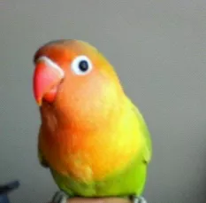 愛鳥さんの写真