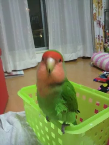 愛鳥さんの写真