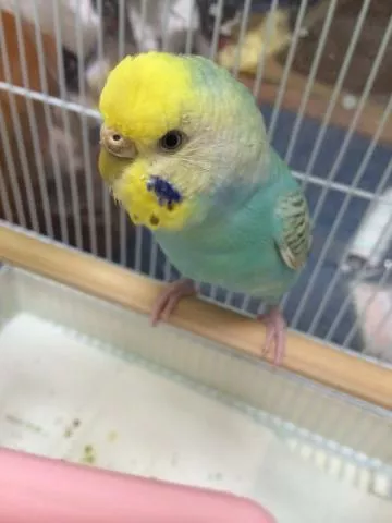 愛鳥さんの写真