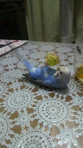 愛鳥さんの写真