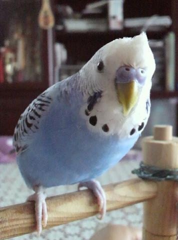 愛鳥さんの写真