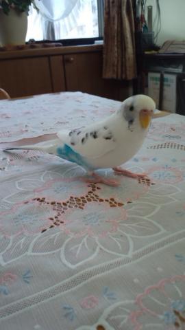 愛鳥さんの写真