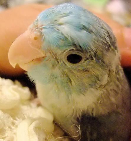 愛鳥さんの写真