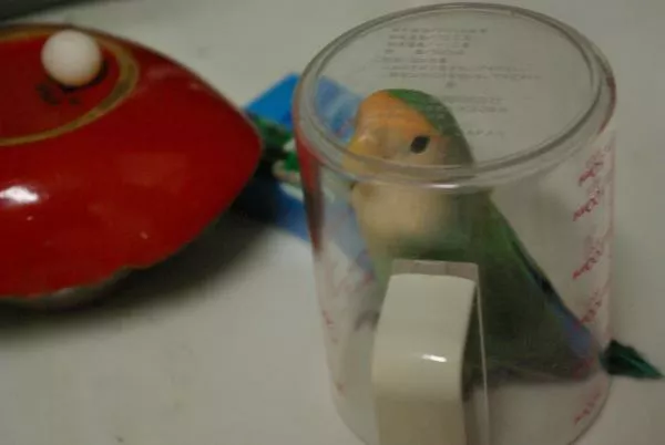 愛鳥さんの写真