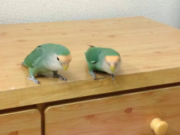 愛鳥さんの写真