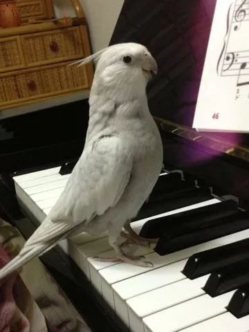 愛鳥さんの写真