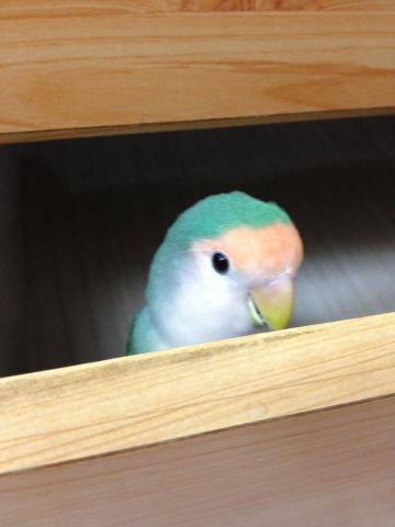 愛鳥さんの写真