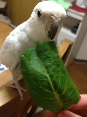 愛鳥さんの写真