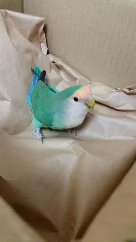 愛鳥さんの写真