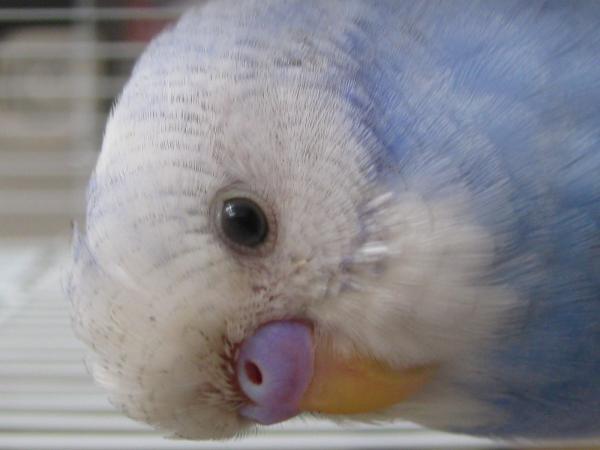 愛鳥さんの写真