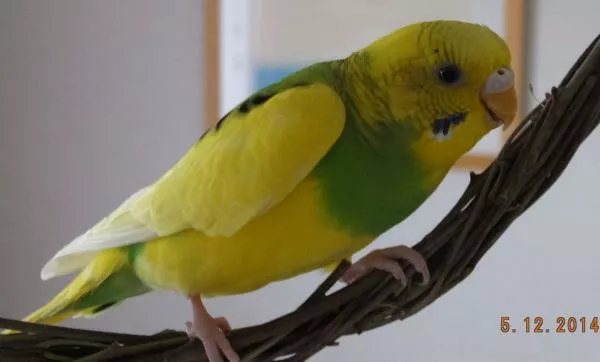 愛鳥さんの写真